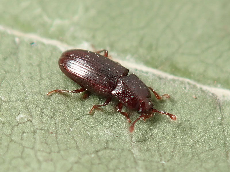 Cerylonidae: cfr. Cerylon sp.